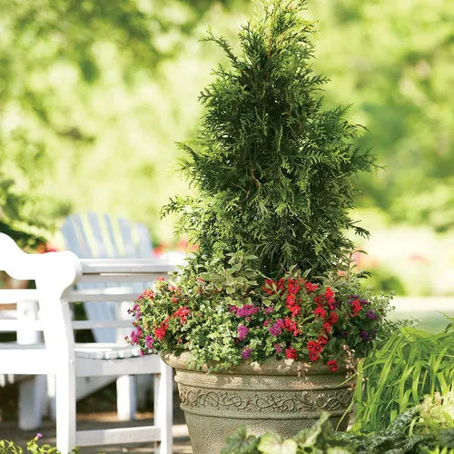 Arborvitae - Thuja 'Spring Grove'