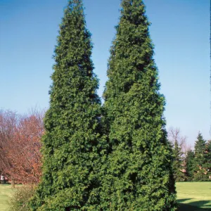 Arborvitae - Thuja 'Spring Grove'