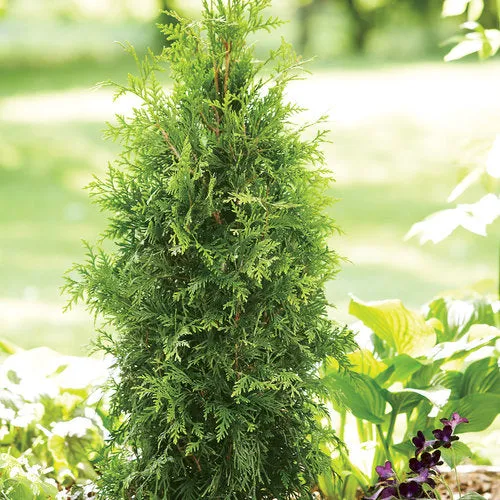 Arborvitae - Thuja 'Spring Grove'