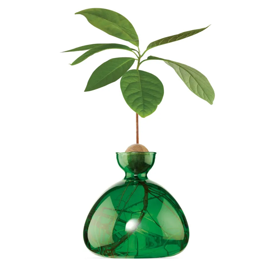 Avocado Vase
