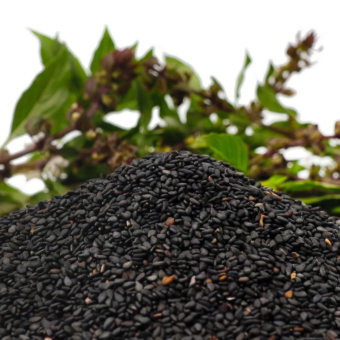 Black Sesame Seeds