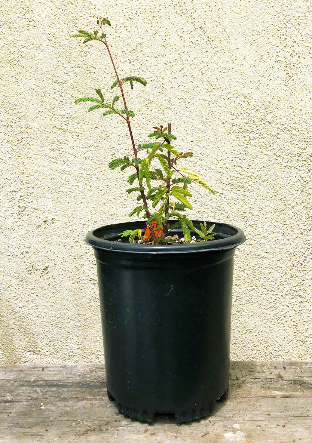 Calliandra californica (Baja Fairy Duster)