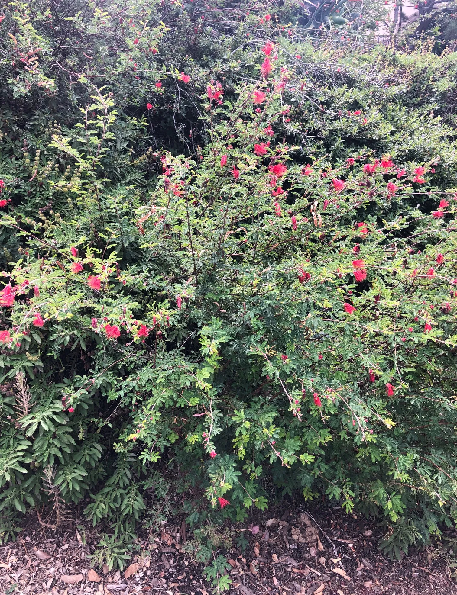Calliandra californica (Baja Fairy Duster)