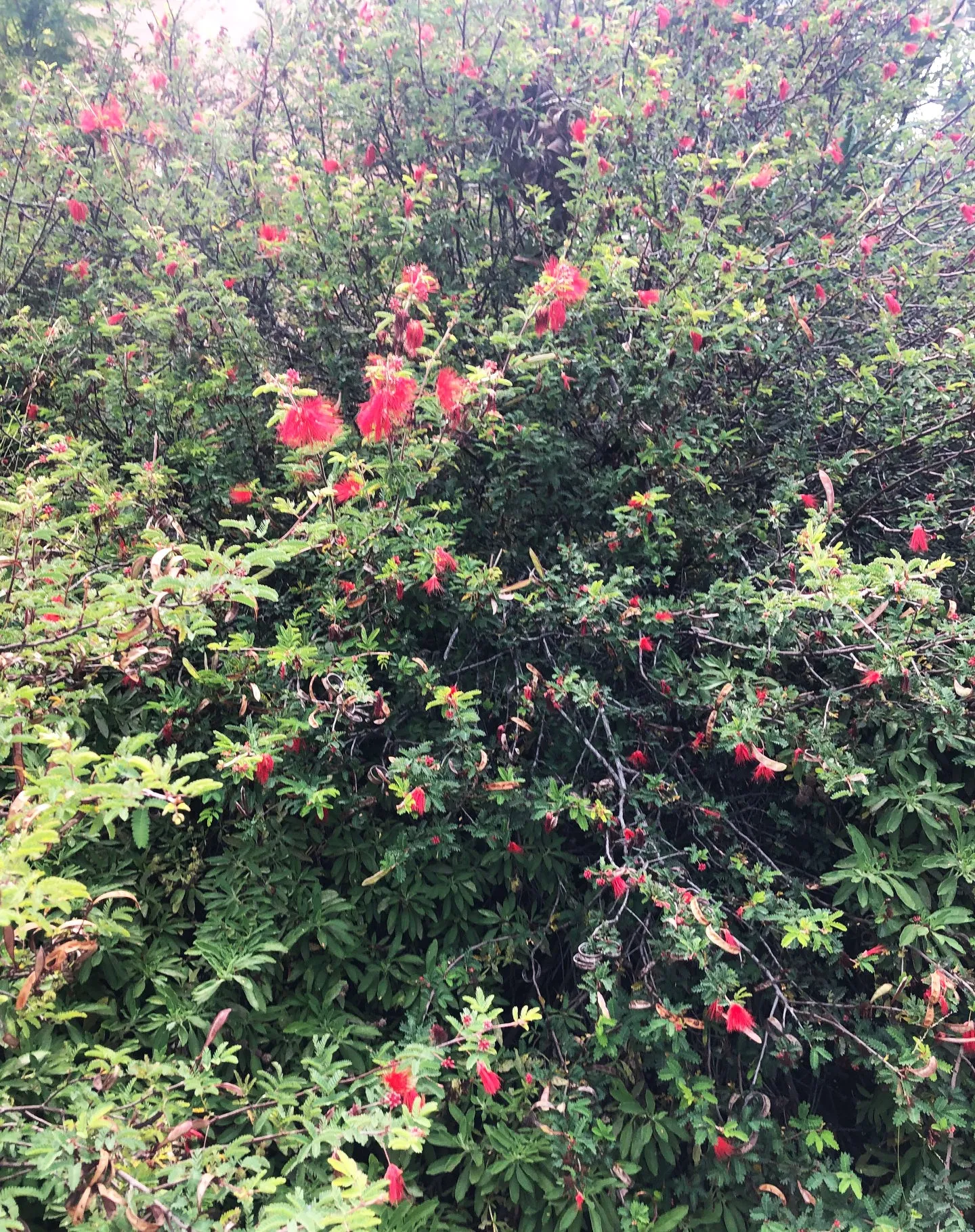 Calliandra californica (Baja Fairy Duster)