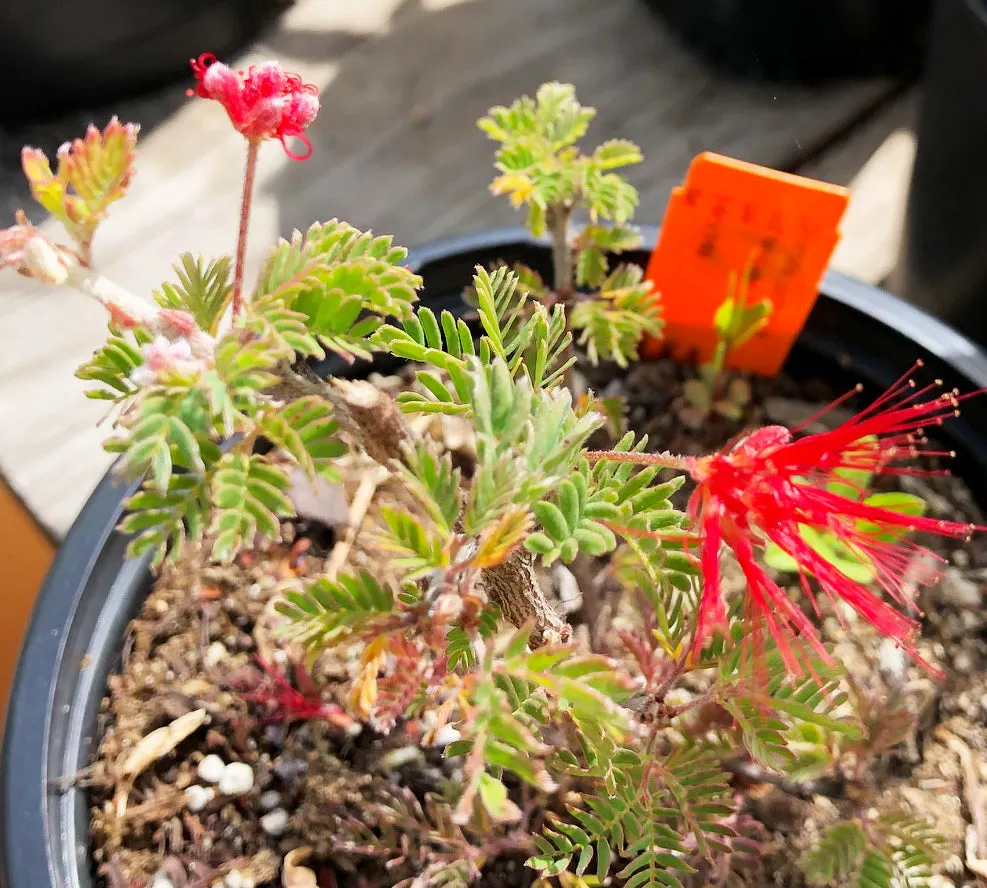 Calliandra californica (Baja Fairy Duster)