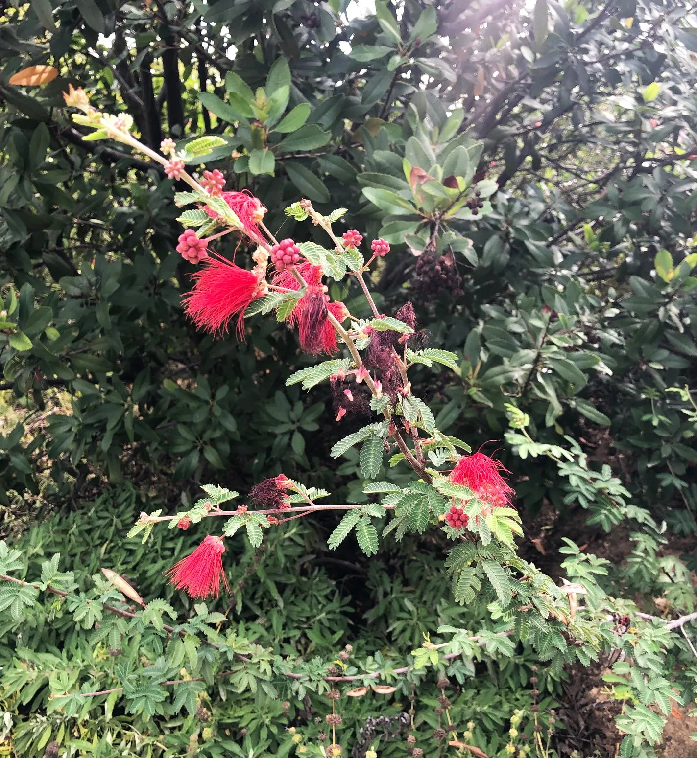 Calliandra californica (Baja Fairy Duster)