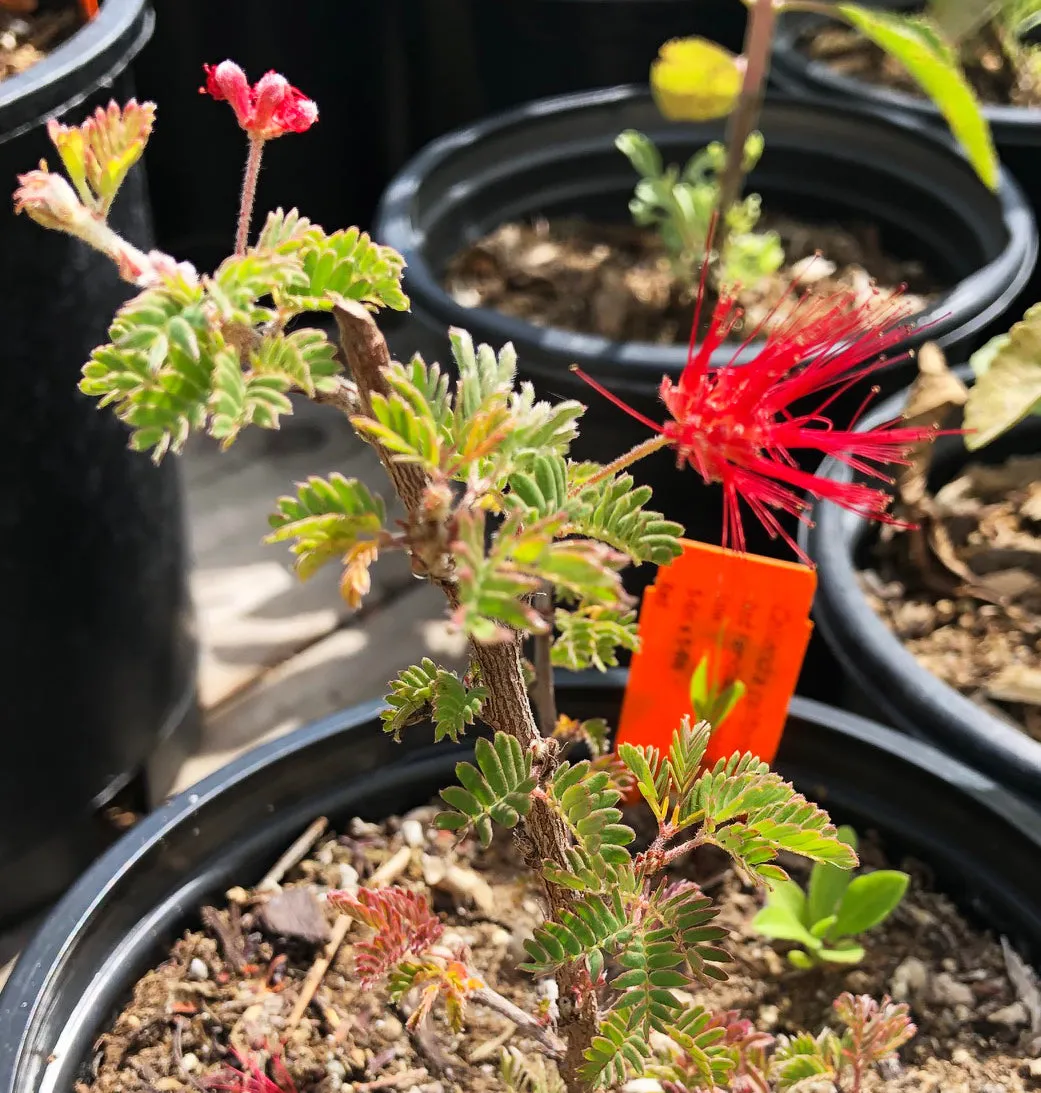 Calliandra californica (Baja Fairy Duster)