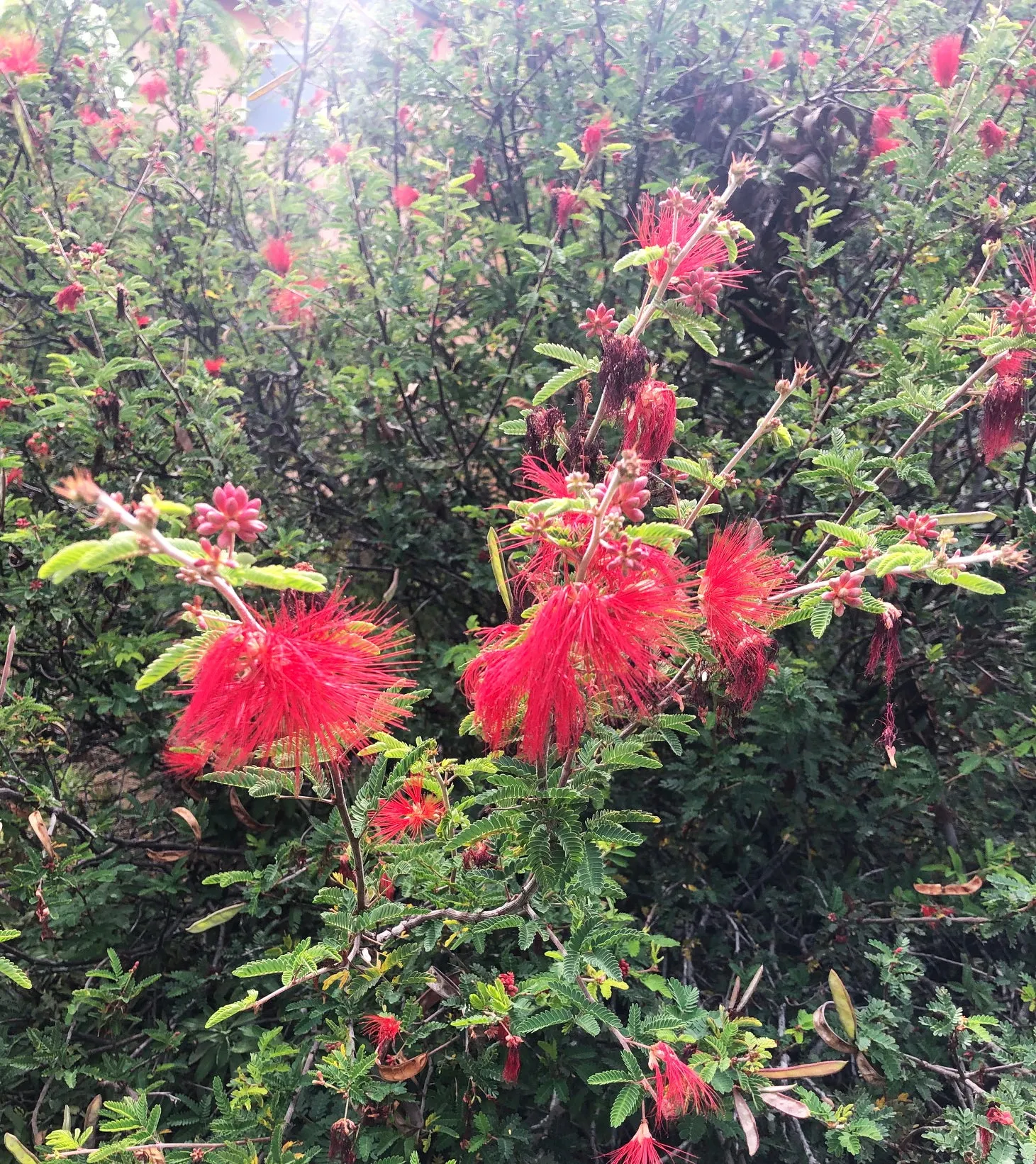 Calliandra californica (Baja Fairy Duster)
