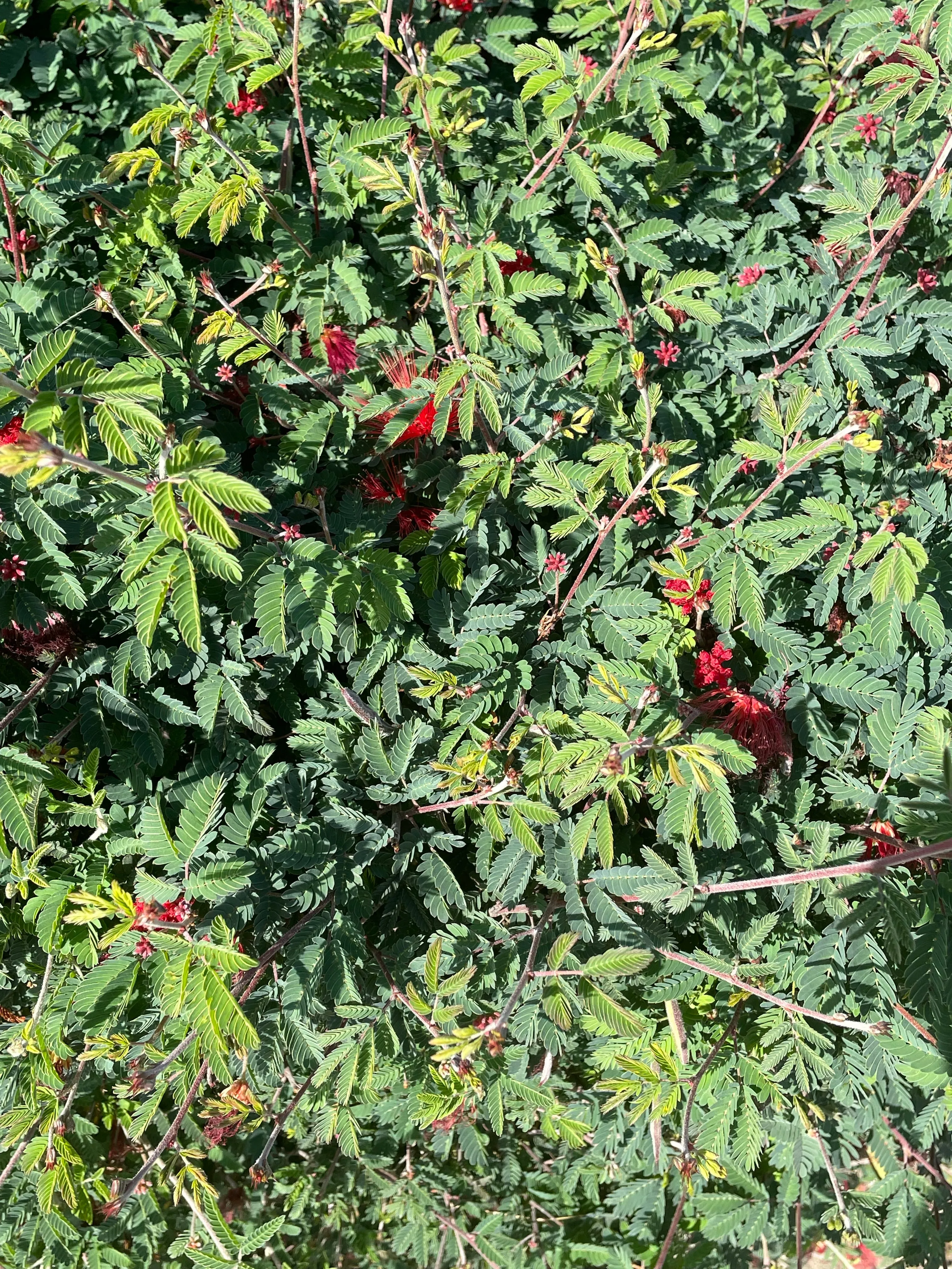 Calliandra californica (Baja Fairy Duster)