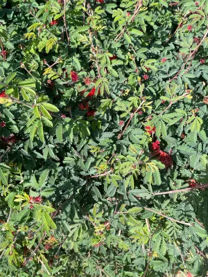 Calliandra californica (Baja Fairy Duster)