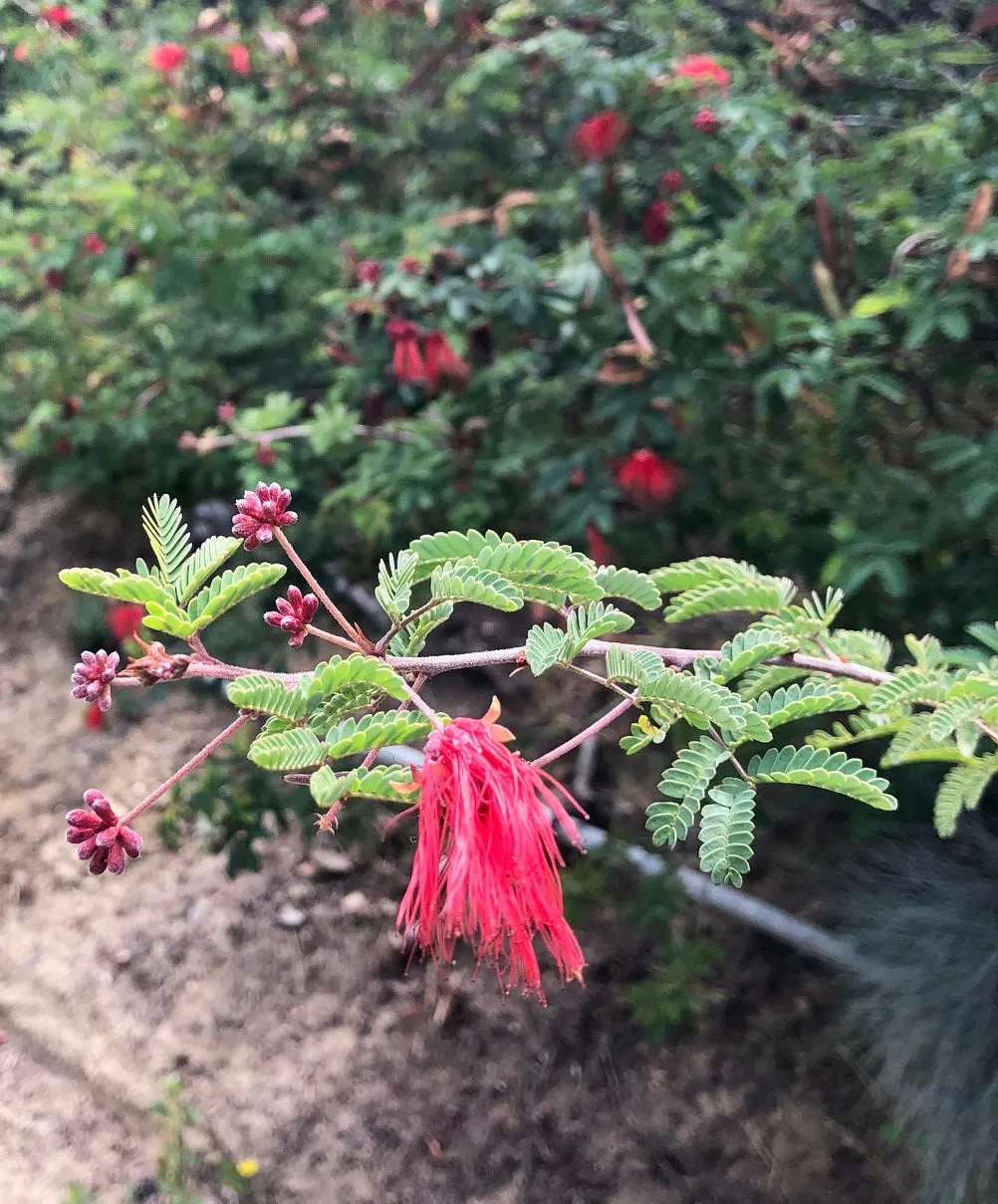 Calliandra californica (Baja Fairy Duster)