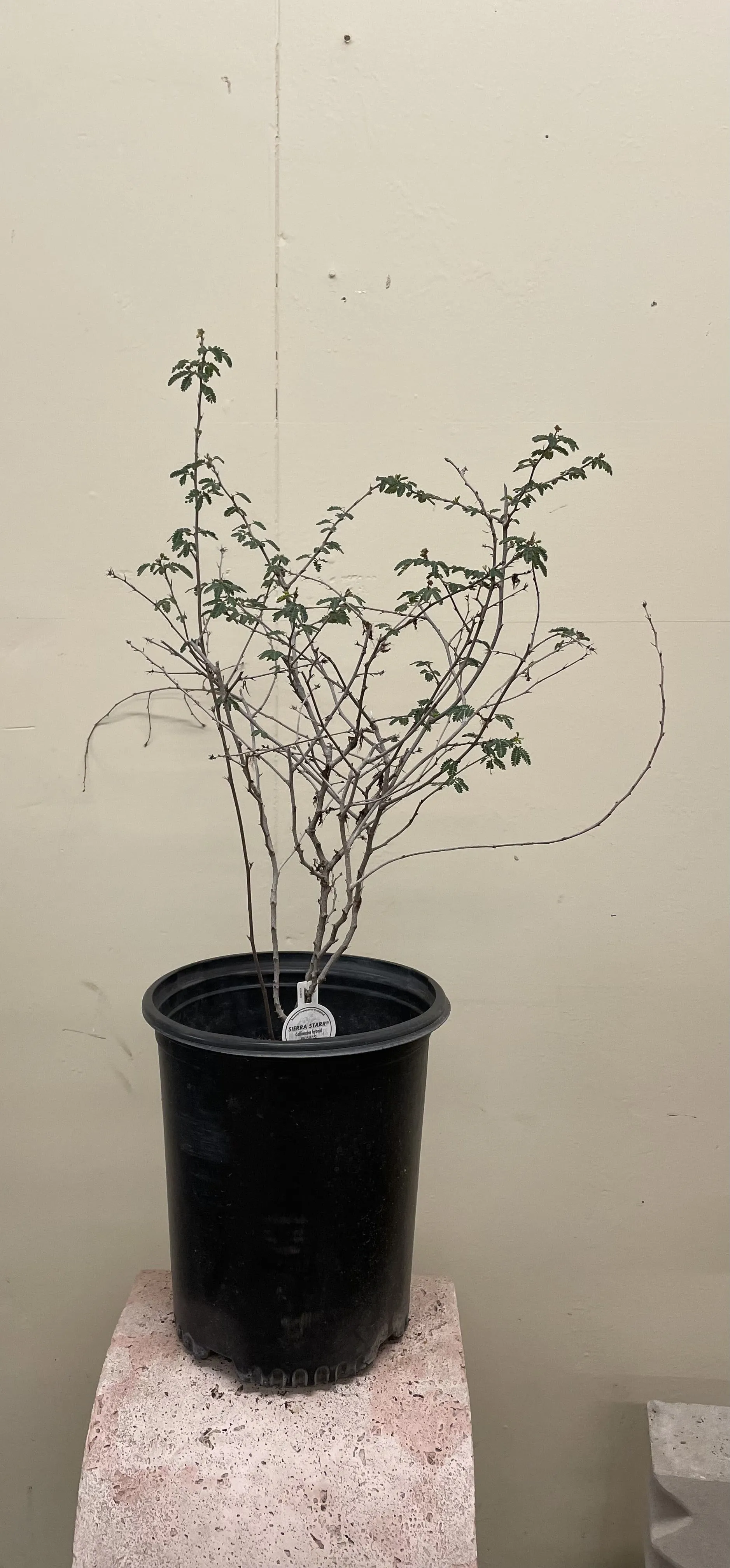 Calliandra X ‘LIANCA’ Sierra StarrTM PP 15,387 (Baja Fairy Duster)
