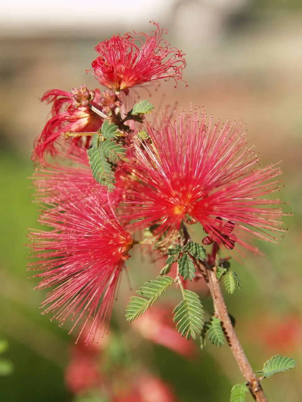 Calliandra X ‘LIANCA’ Sierra StarrTM PP 15,387 (Baja Fairy Duster)