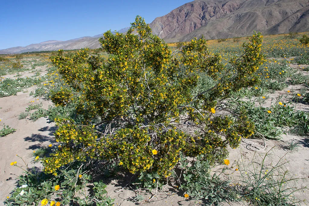 Creosote Bush Larrea tridentanta 100 Seeds  USA Company