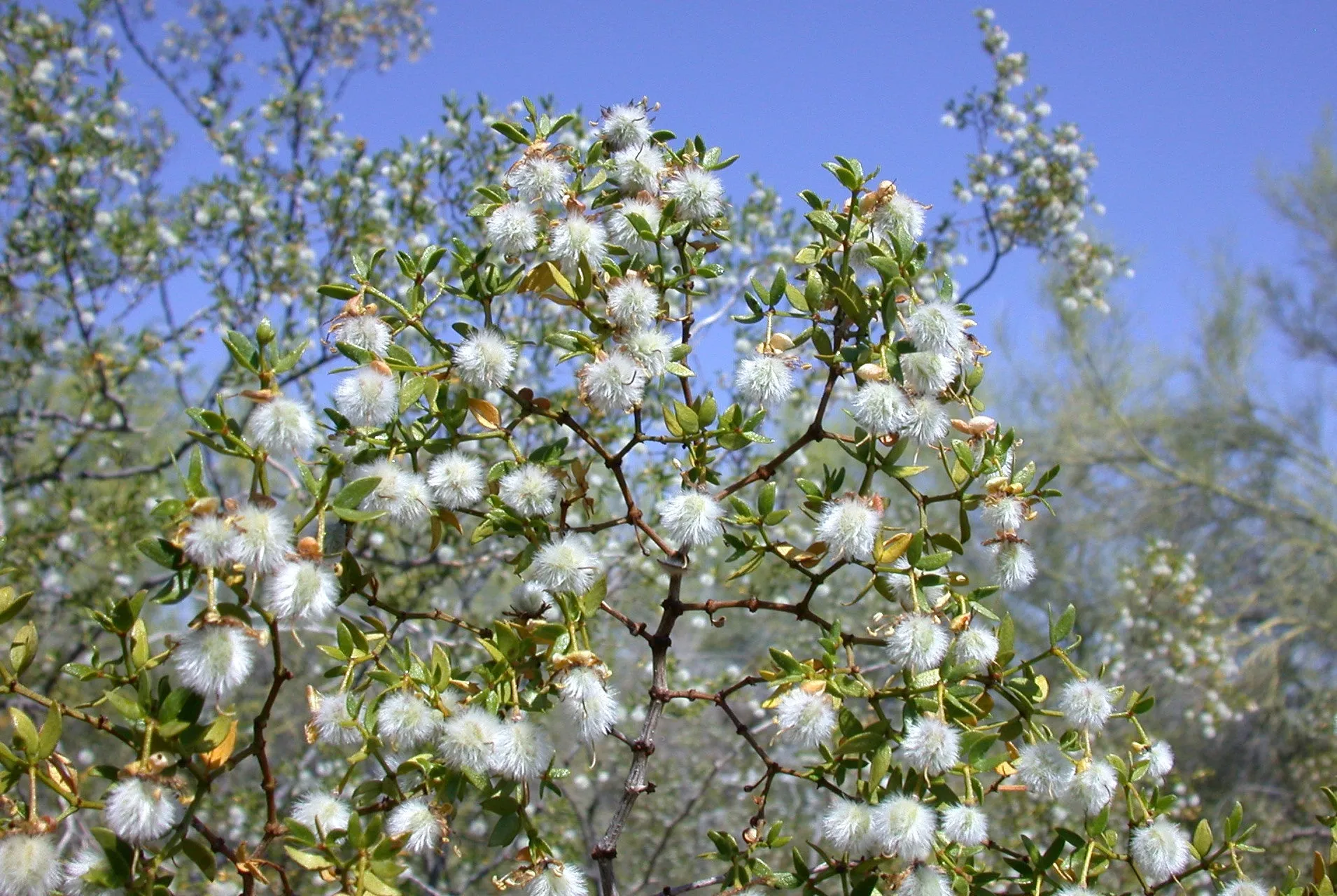 Creosote Bush Larrea tridentanta 100 Seeds  USA Company