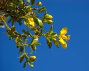 Creosote Bush Larrea tridentanta 100 Seeds  USA Company