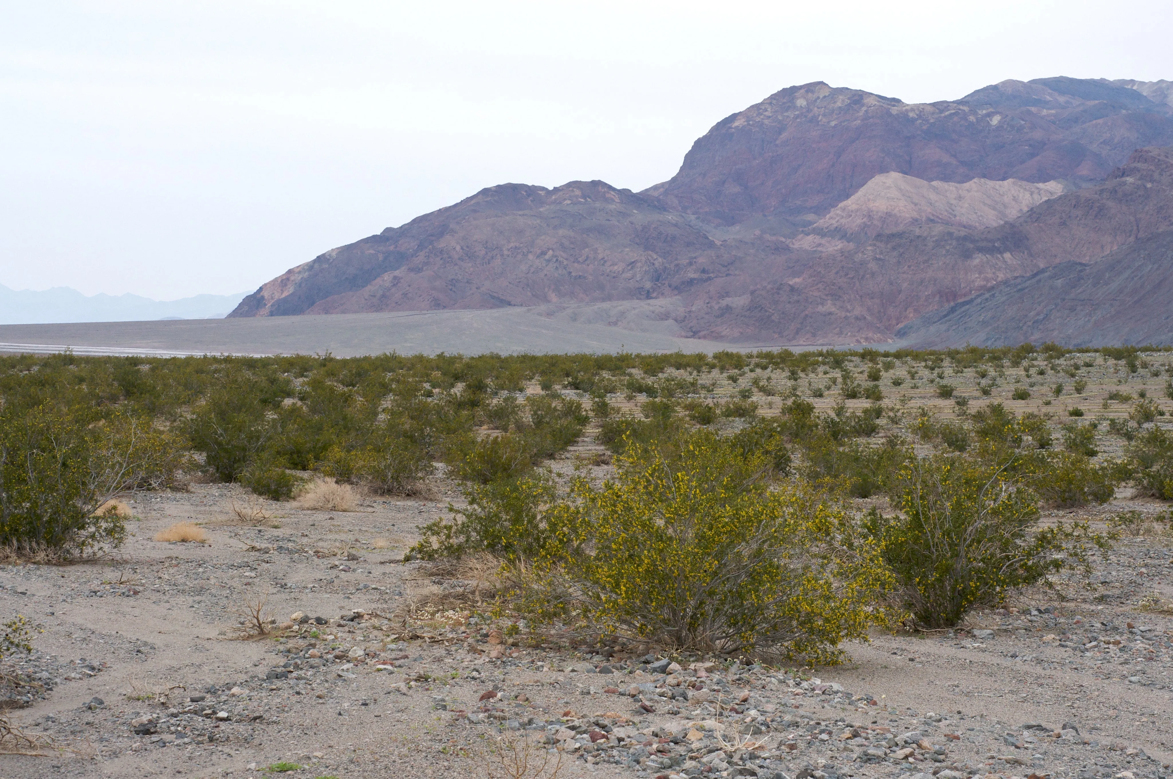 Creosote Bush Larrea tridentanta 100 Seeds  USA Company