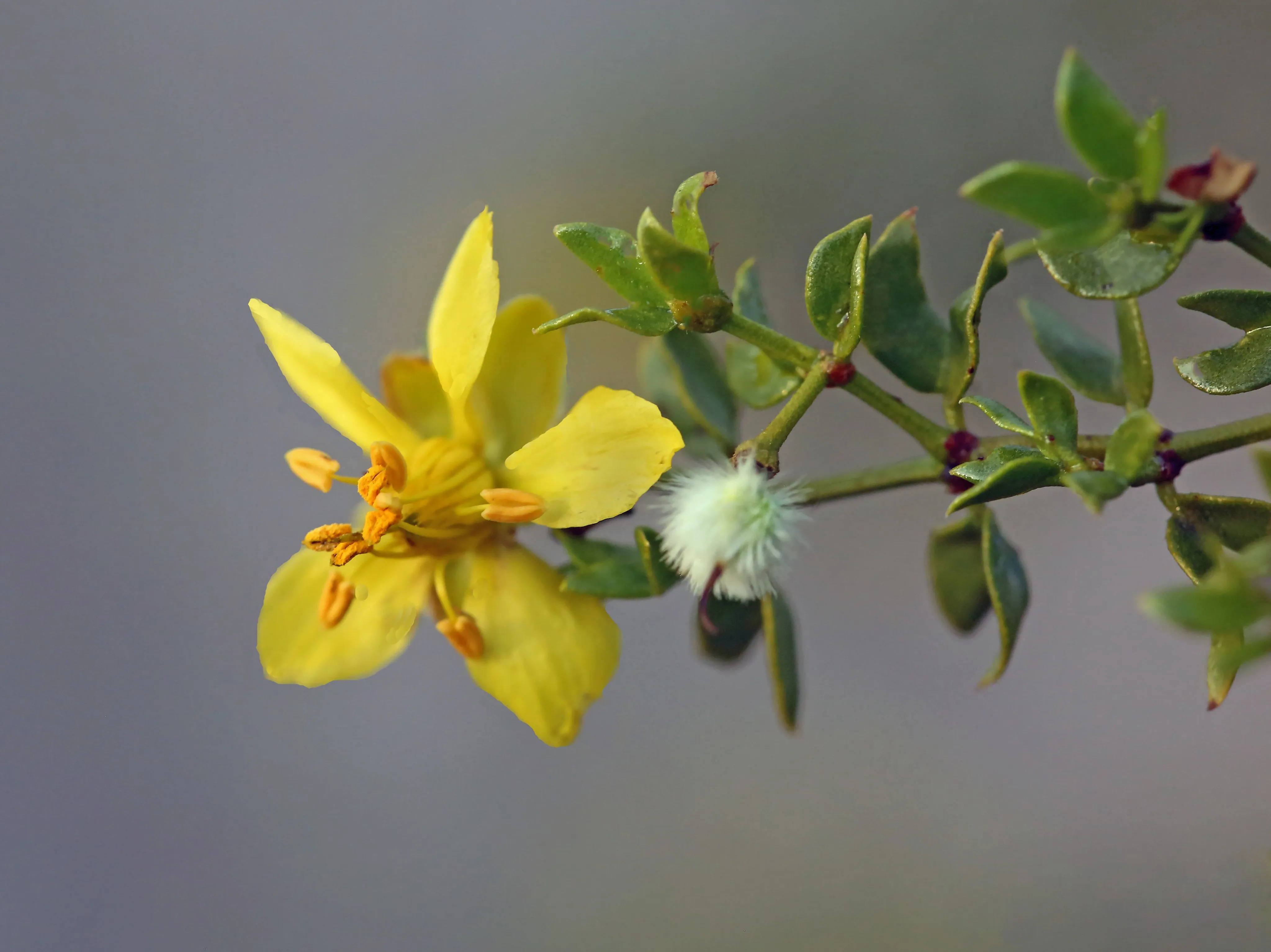 Creosote Bush Larrea tridentanta 100 Seeds  USA Company
