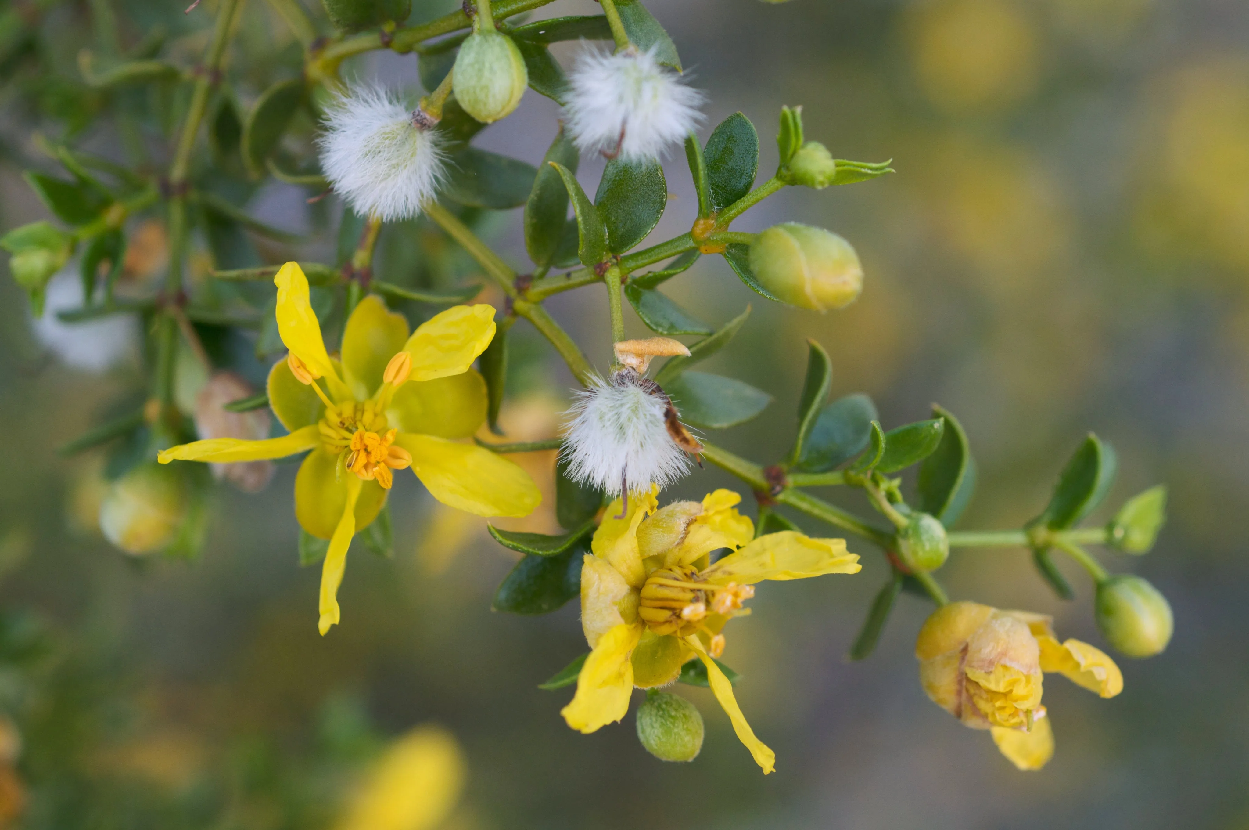 Creosote Bush Larrea tridentanta 100 Seeds  USA Company