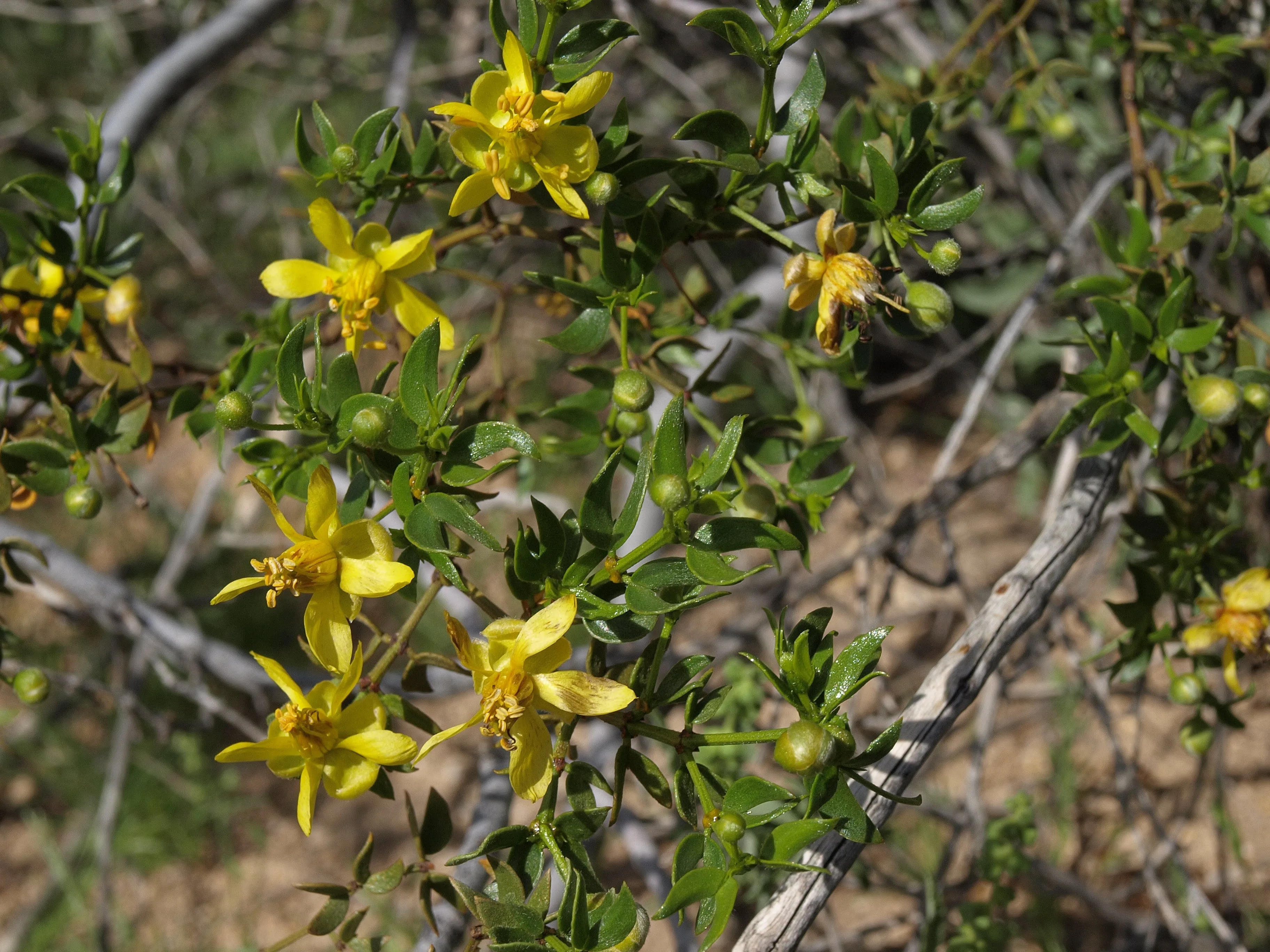 Creosote Bush Larrea tridentanta 100 Seeds  USA Company