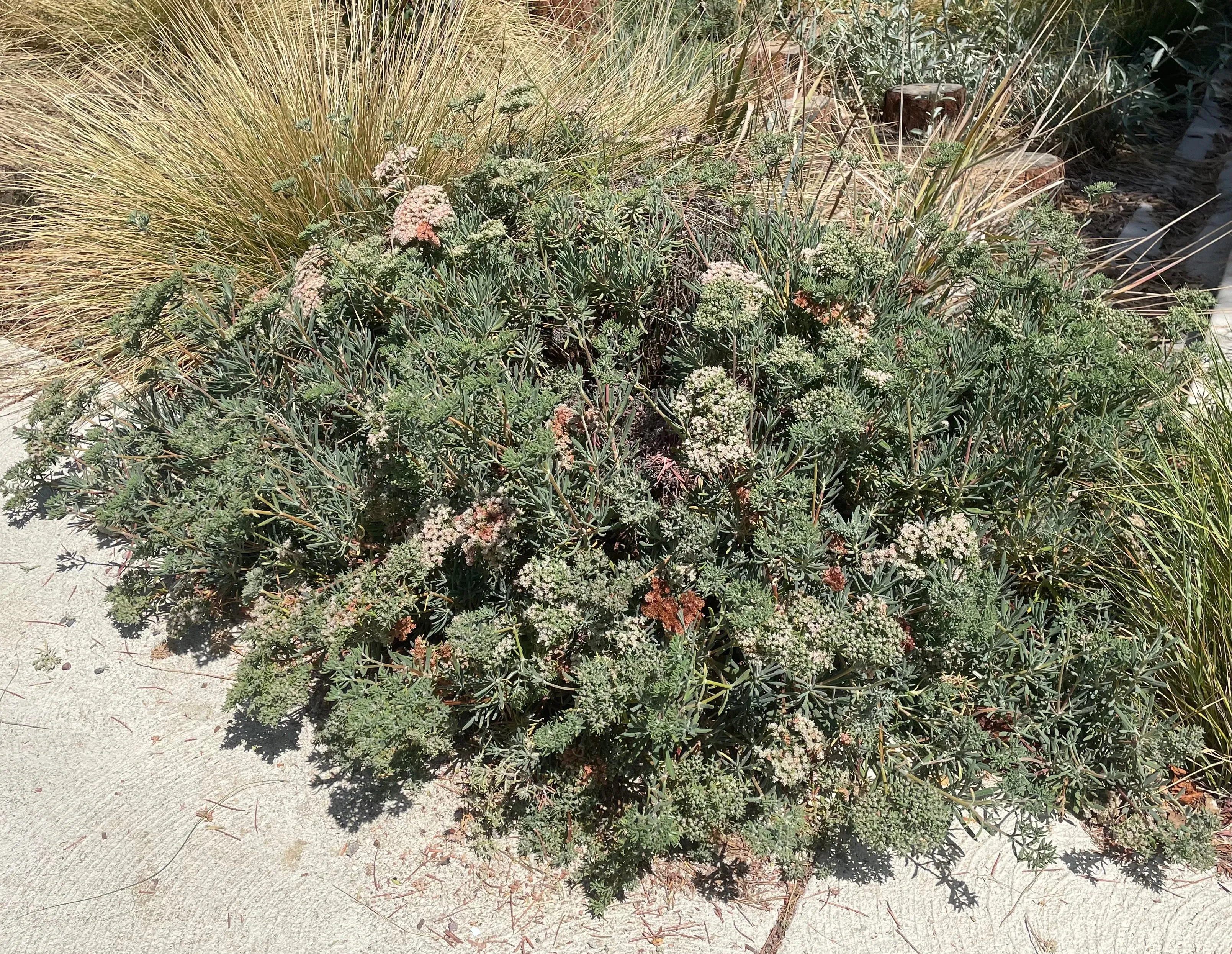 Eriogonum arborescens (Santa Cruz Island Buckwheat)