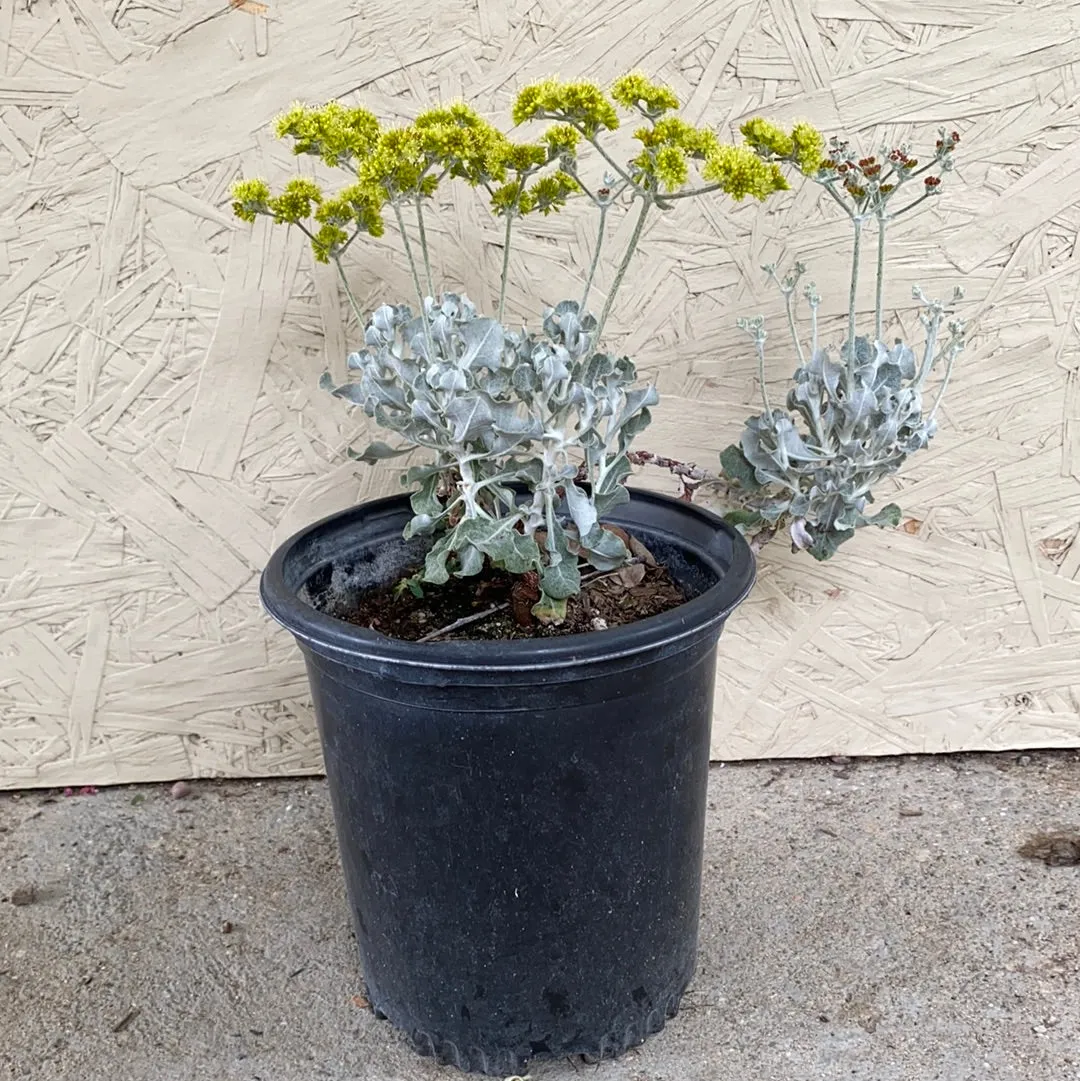 Eriogonum crocatum