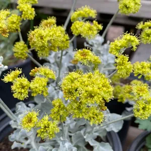 Eriogonum crocatum