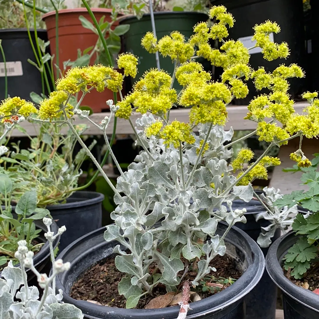 Eriogonum crocatum