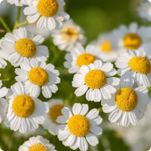 Feverfew Seeds